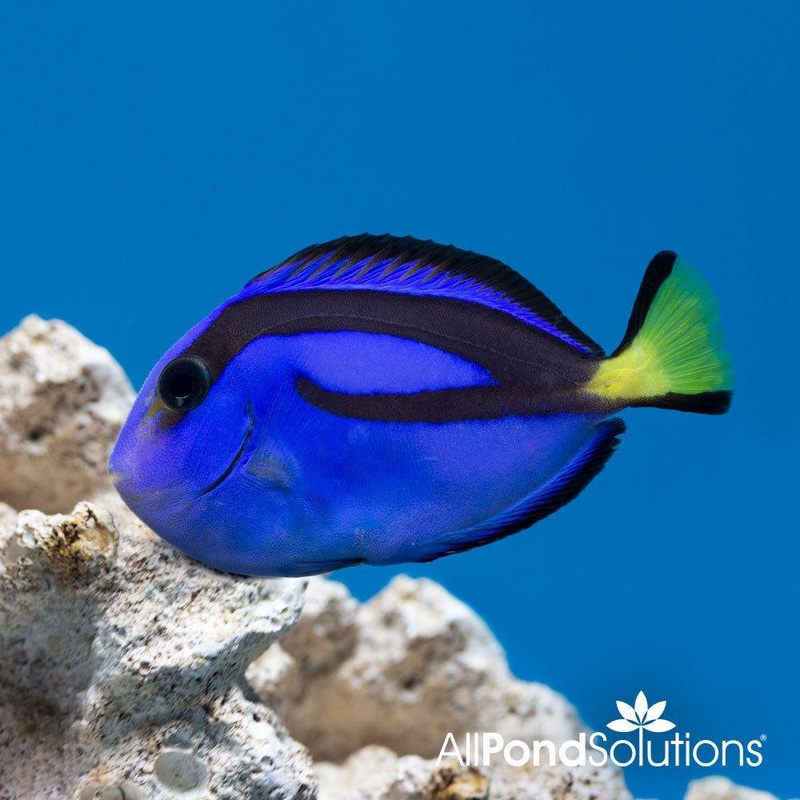 Blue Tang - Paracanthurus hepatus