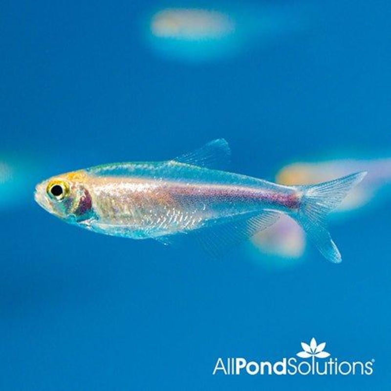 Blue Tetra - Boehlkea fredcochui