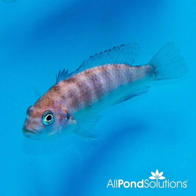 Blue Zebra Mbuna - Pseudotropheus zebra blue