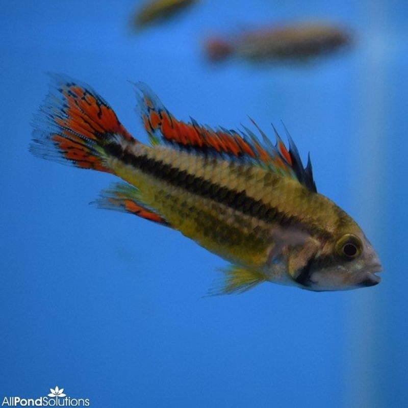 Double Red Cockatoo Cichlids - Apistogramma Cacatuoides