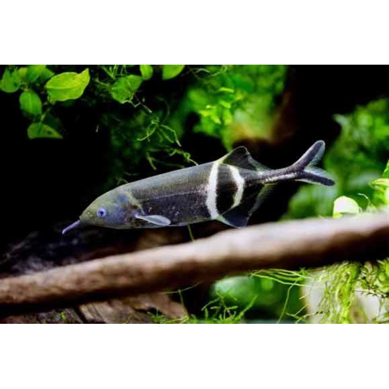 Elephantnose Fish - Gnathonemus petersii