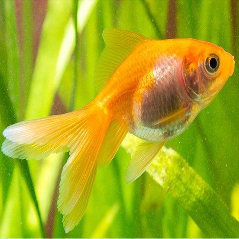 Fancy Goldfish - Bundles 1 - 10