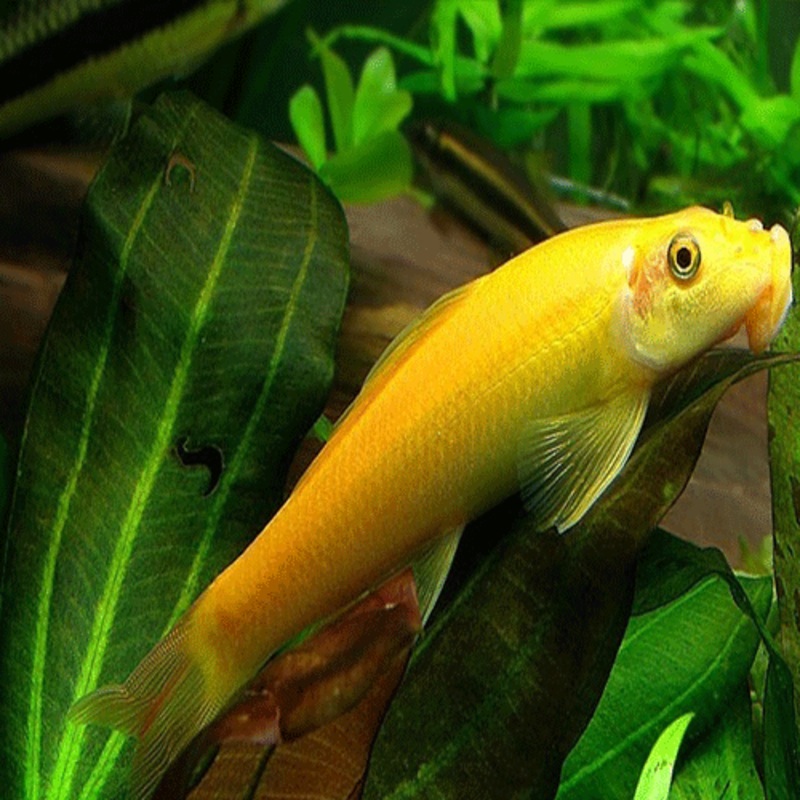 GOLDEN ALGAE EATER
