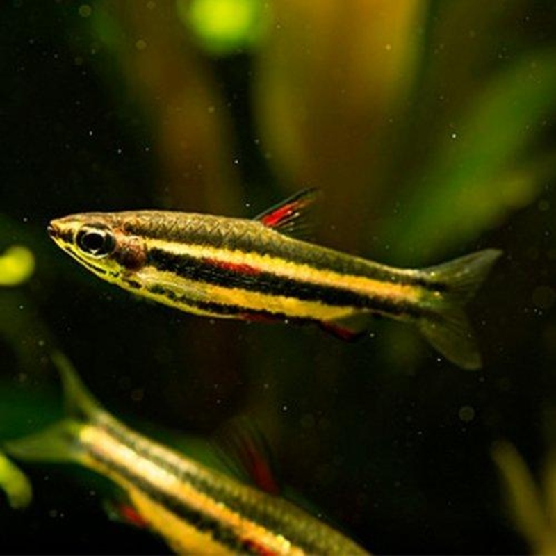 Golden Pencilfish - Nannostomus Beckfordi