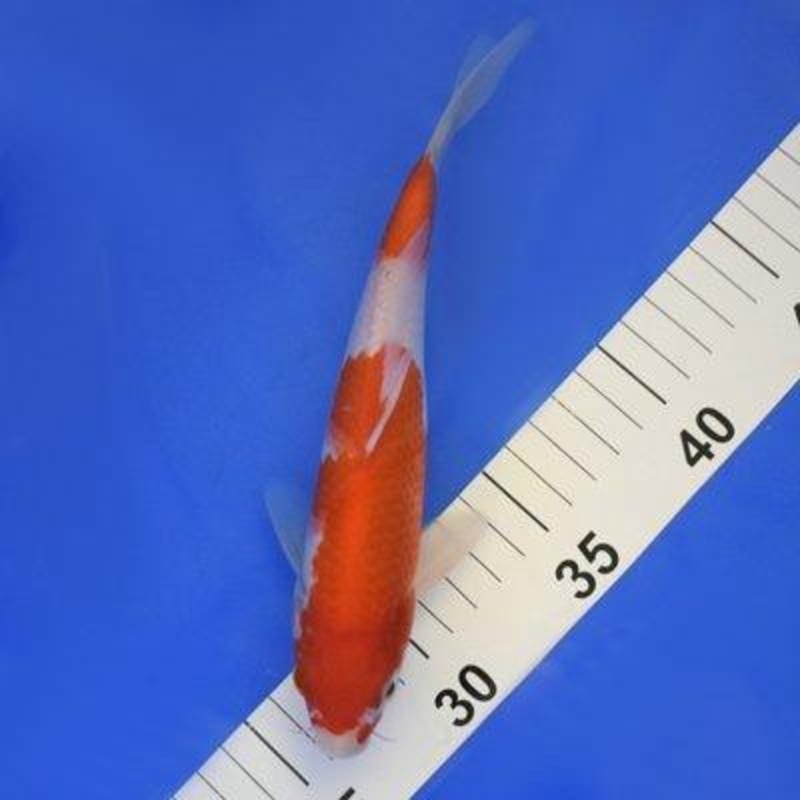 Kohaku 7-8"