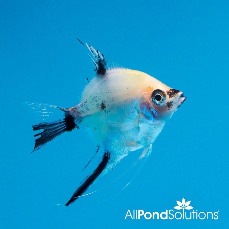 Koi Angelfish - Pterophyllum