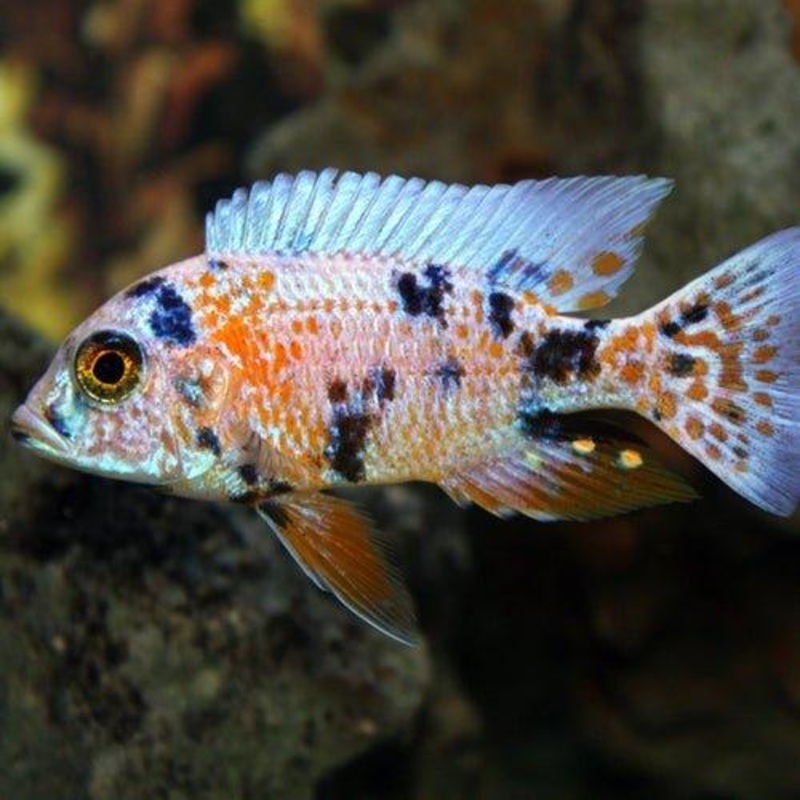 Orange Blotch Peacock Cichlid - Aulonocara sp.