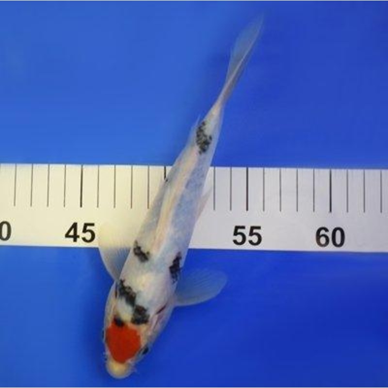 Tancho Bekko 7-8" - KOI-SELECT-49