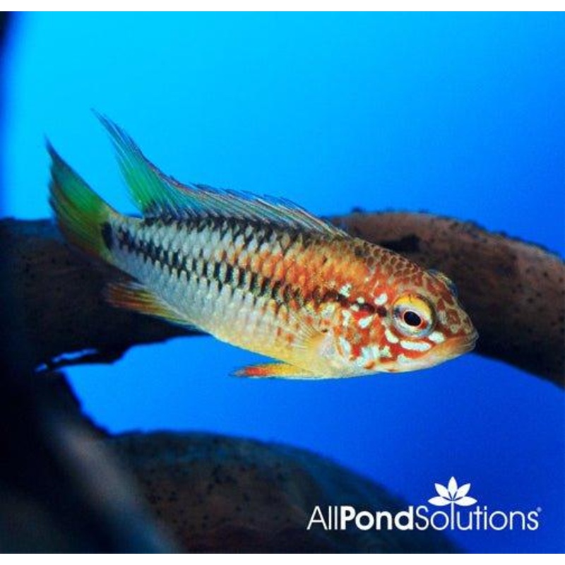 Viejita Cichlid - Apistogramma Viejita