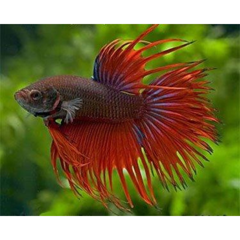 Assorted Crown Male Fighters - Betta splendens