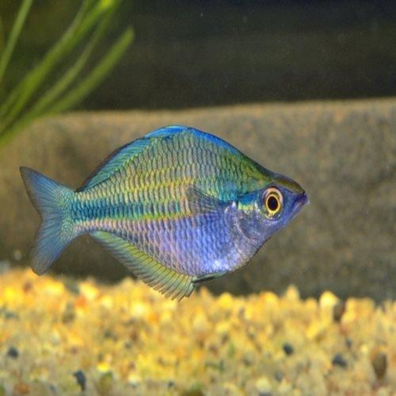 Blue Rainbow - Melanotaenia lacustris