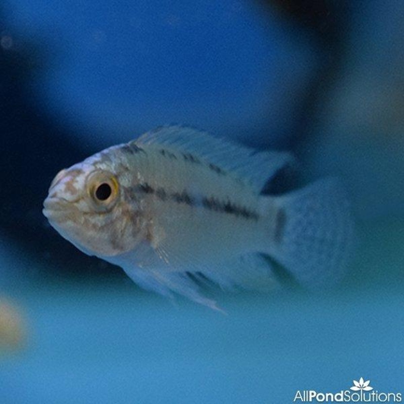 Borelli Dwarf Cichlid -  Apistogramma Borellii