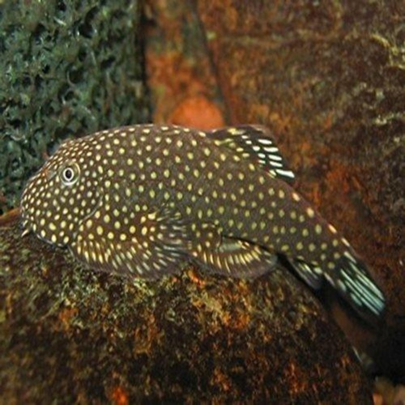 Borneo Sucking Loach