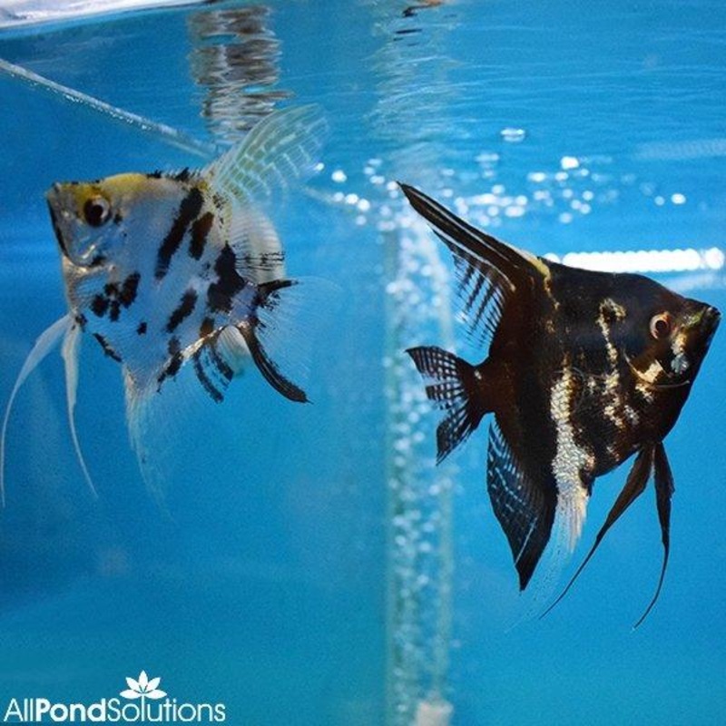 Breeding Pair of Marbled Angel Fish - Pterophyllum Scalare