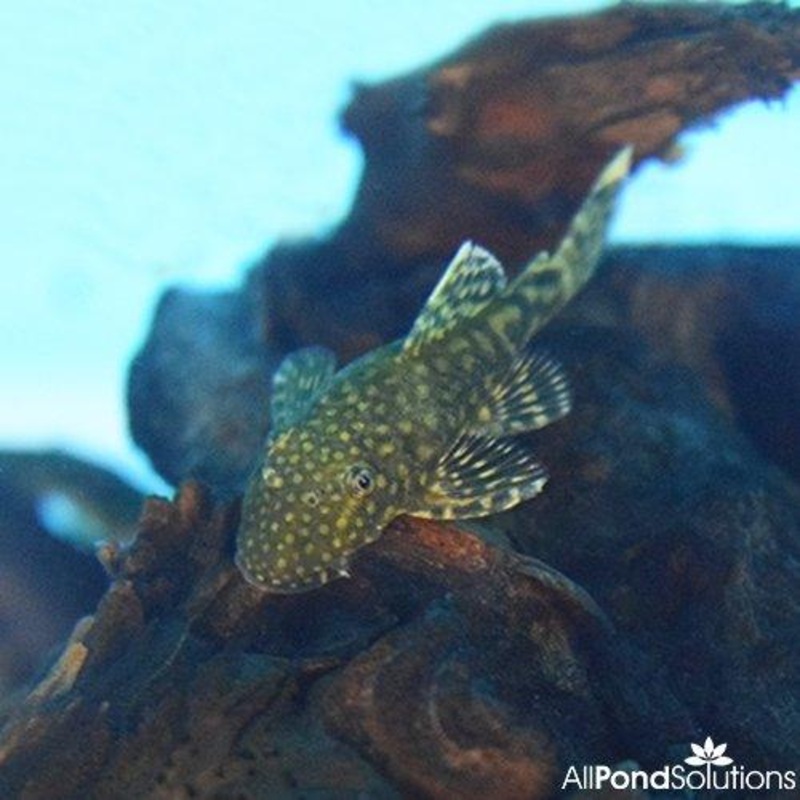 Bristlenose Pleco - Ancistrus sp.