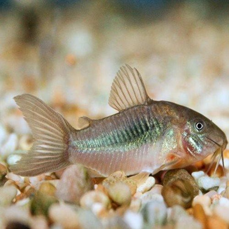 Bronze Corydoras -  Corydoras aeneus