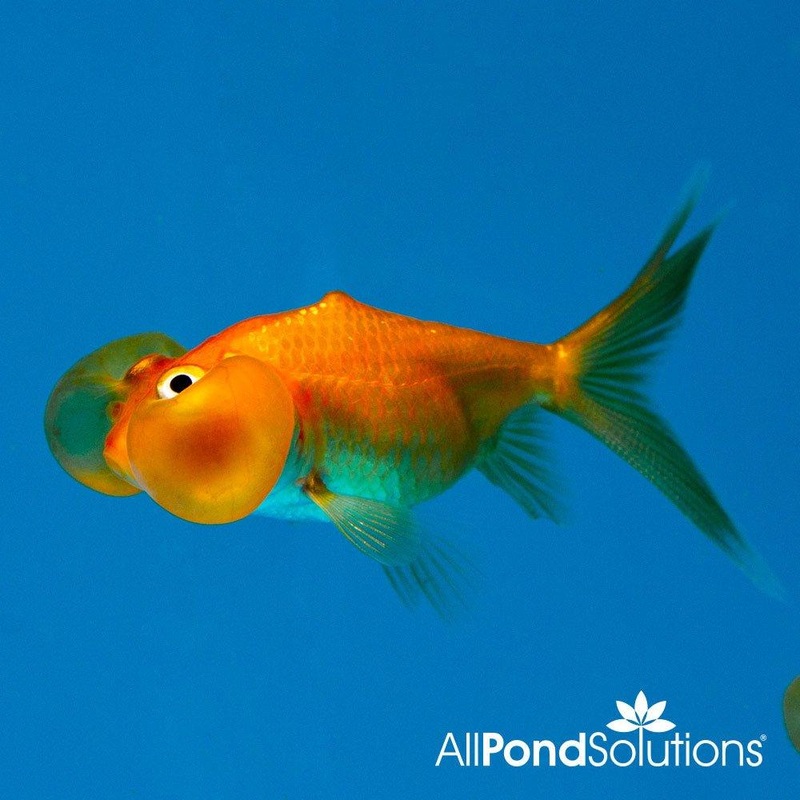 Bubble Eye Goldfish - Carassius auratus
