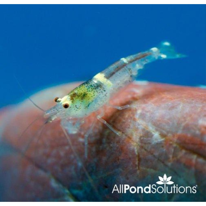 Bumble Bee Shrimp - Caridina cf. Breviata