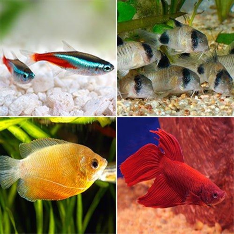 Bundle 1 -Tetra, Corydoras, Gourami & a Male Fighter