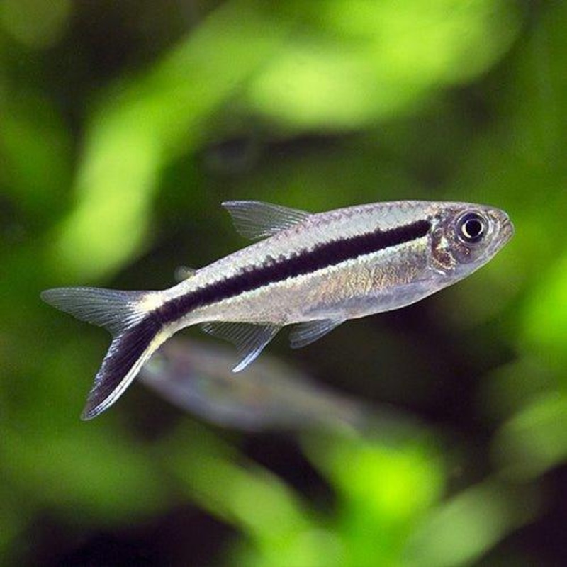 Bundle 10 - Penguin Tetra x 20