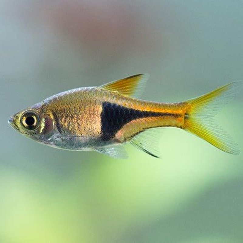 Bundle 12 - Harlequin Rasbora x 25