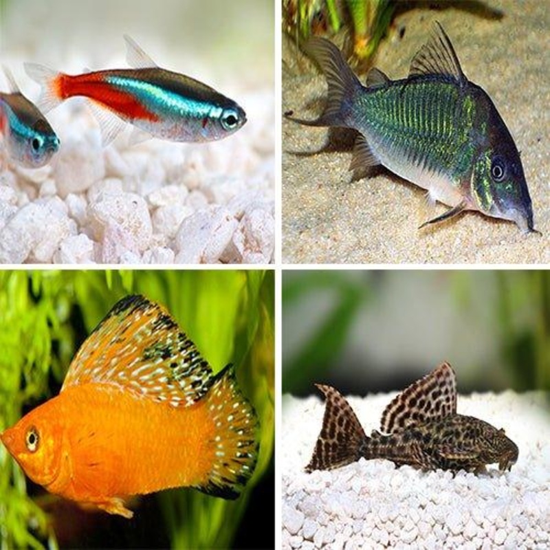 Bundle 18 Molly, Tetra, Plecostomus, Corydoras & Rainbows