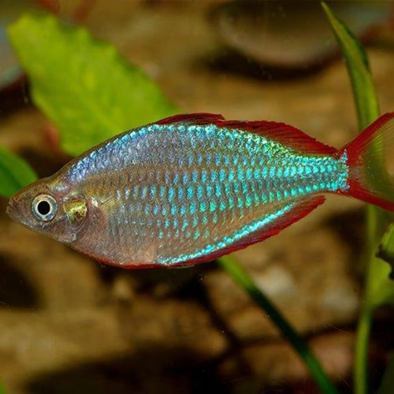 Bundle 19 - Neon Dwarf Rainbows x 15