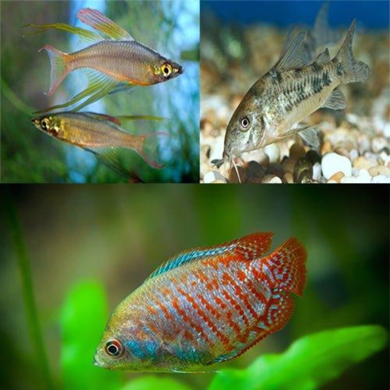 Bundle 2 - Includes Rainbows, Gourami and Corydoras