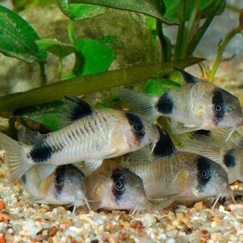 Bundle 20 - Panda Corydoras x 10