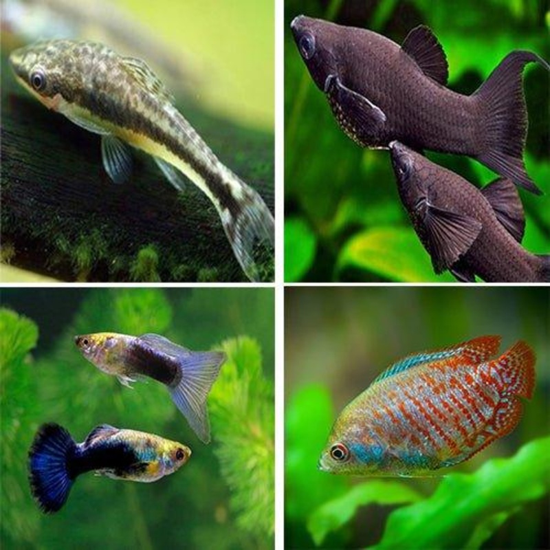 Bundle 21 - Includes Otocinclus, Guppy, Molly and Gourami