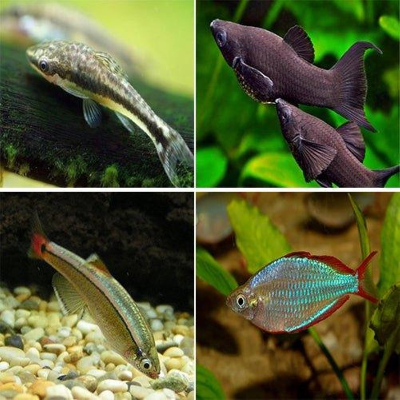 Bundle 5 - Includes Otocinclus, Molly, Minnow and Rainbows