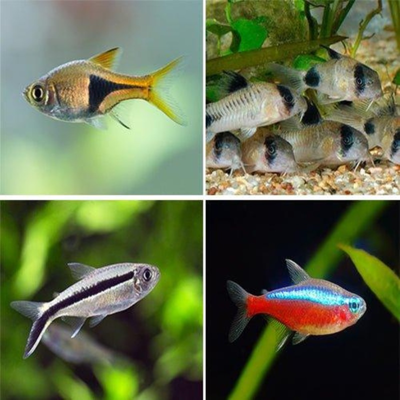 Bundle 6 - Includes Rasbora, Corydoras, and Tetra
