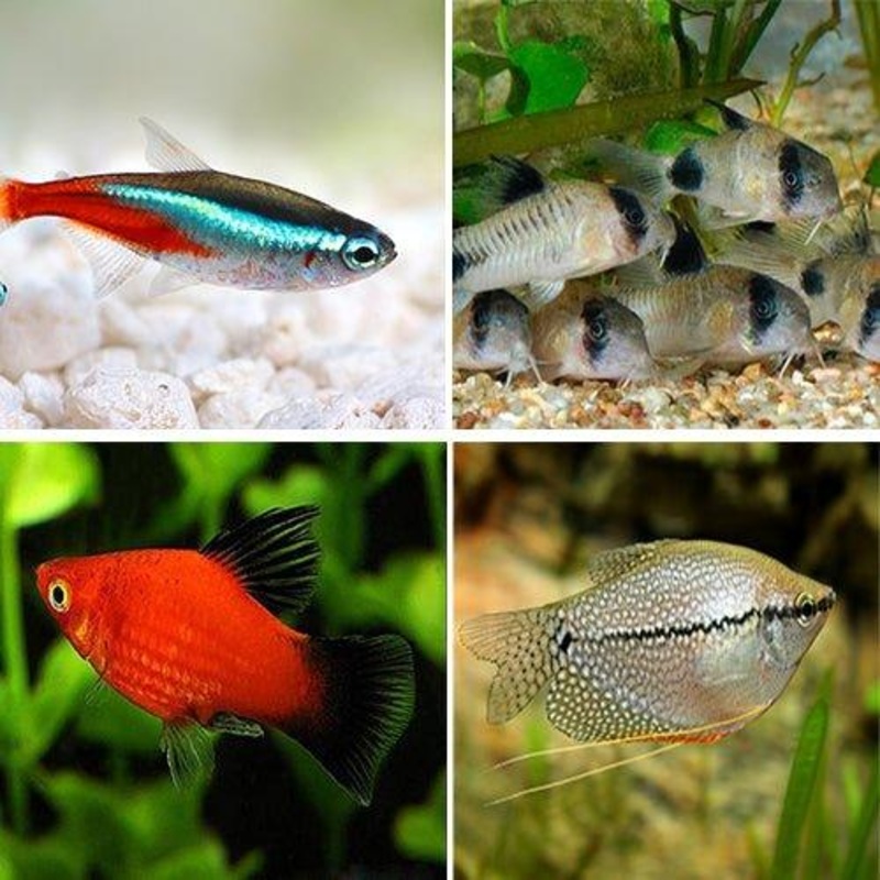 Bundle 7 Tetra, Corydoras, Gourami & Assorted Platy