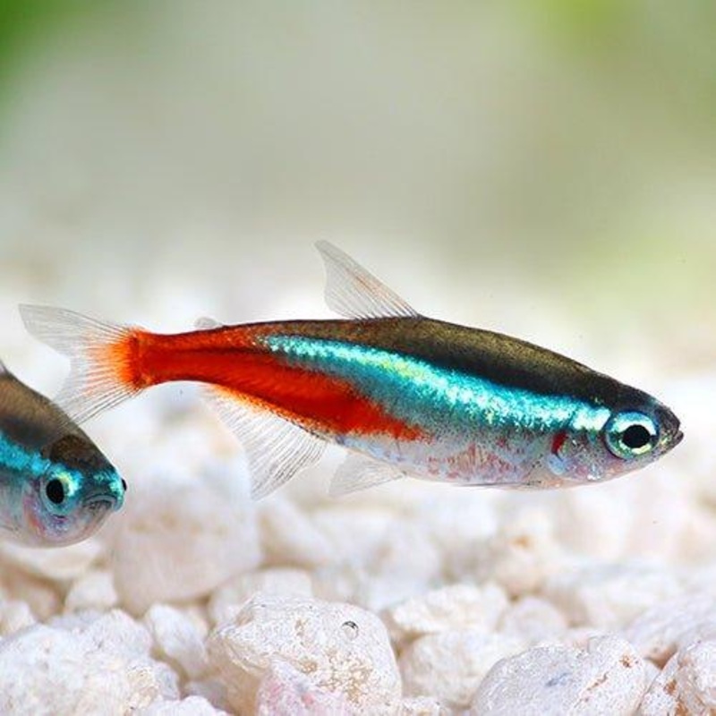 Bundle 8 - Neon Tetra x 40
