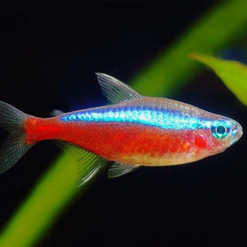Bundle 9 - Cardinal Tetra x 25