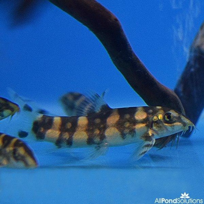 Burmese Border Loach - Botia kubotai