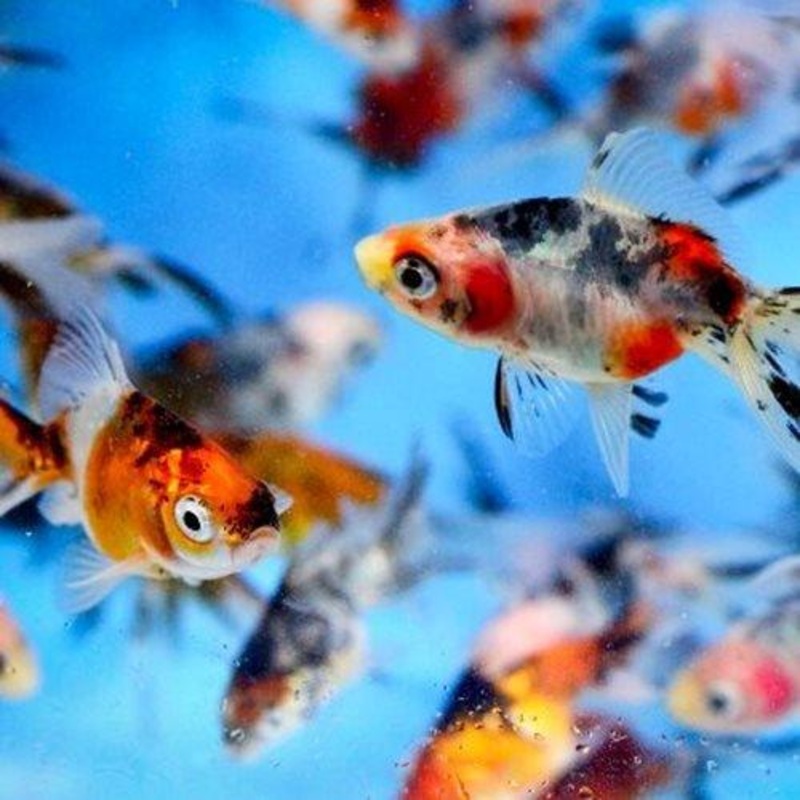 Calico Fantails - Carassius auratus