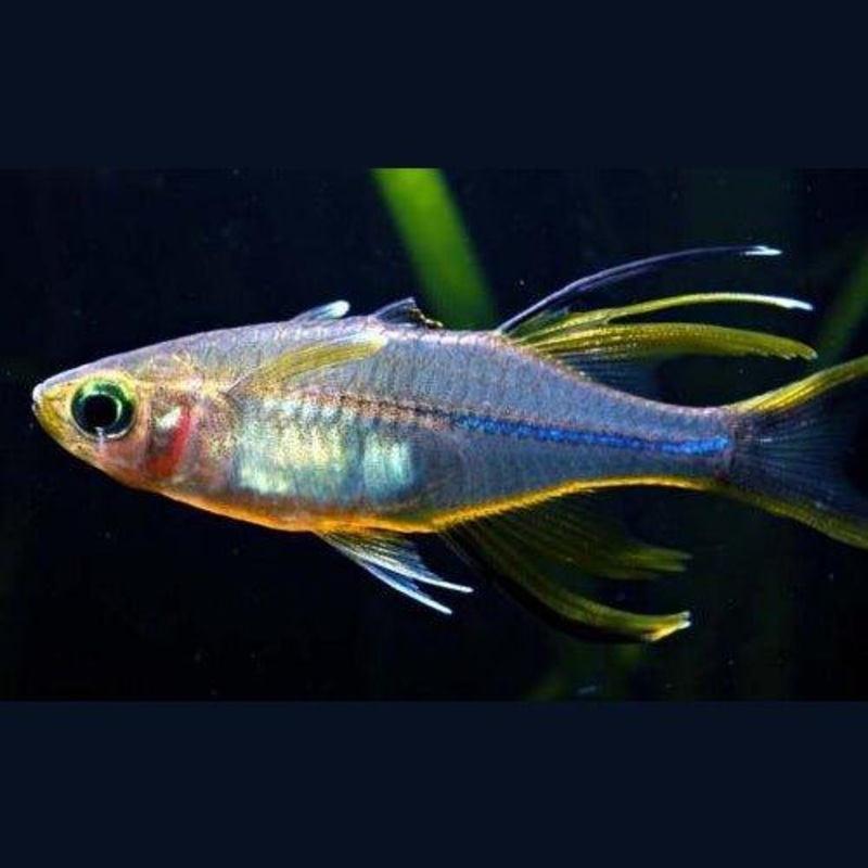 Celebes Rainbow - Telmatherina ladigesi