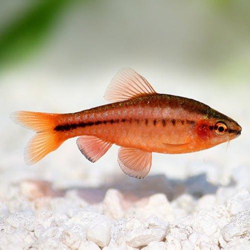 Cherry Barb - Pethia padamya