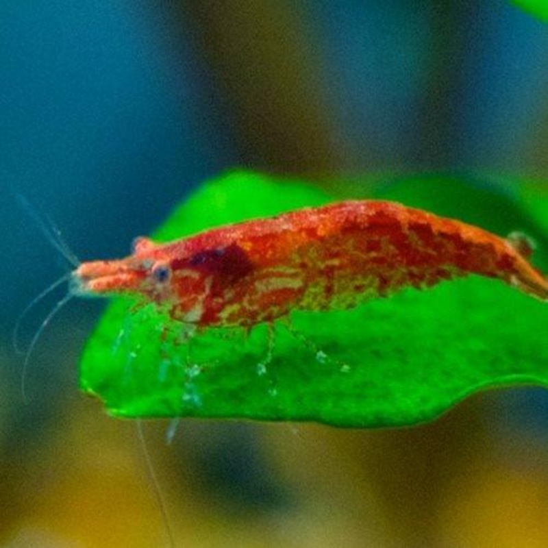 Cherry Shrimp