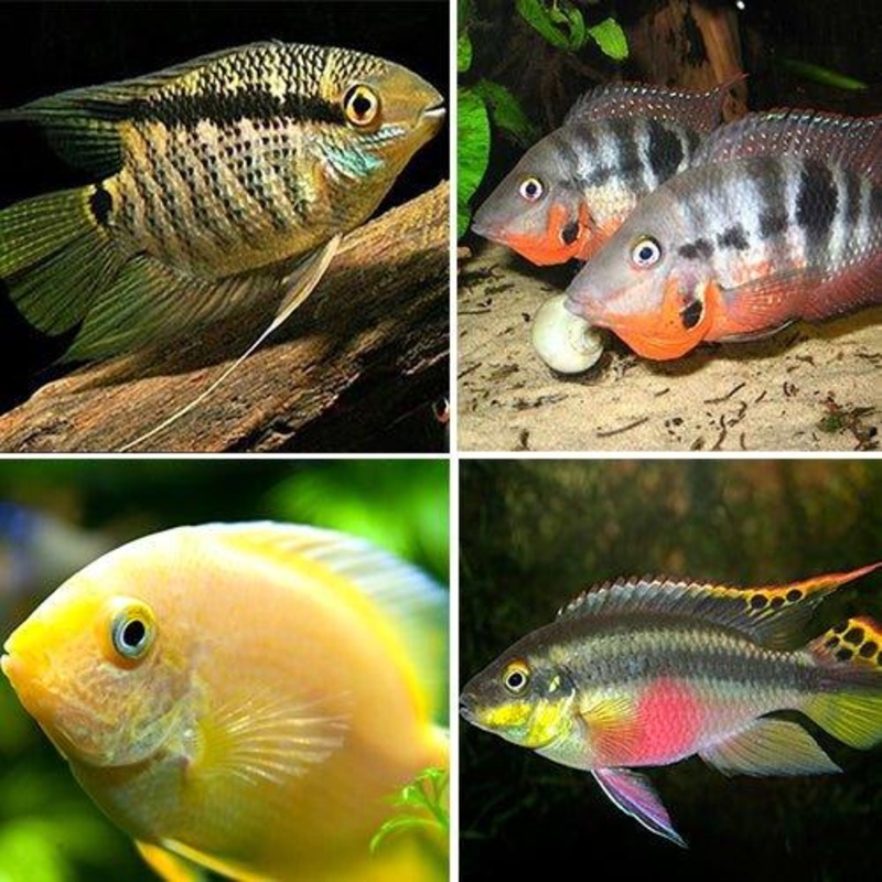 Cichlid Bundle 1 Flag, Firemouth, Kribensis & Severum