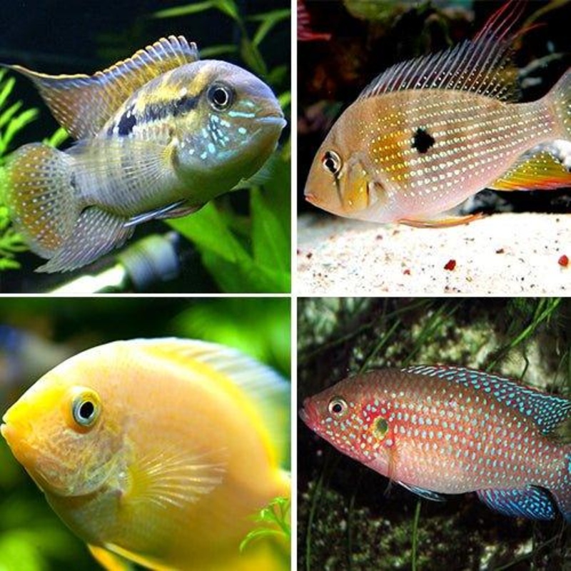 Cichlid Bundle 2  Jewel, Blue Acara, Threadfin & Severums