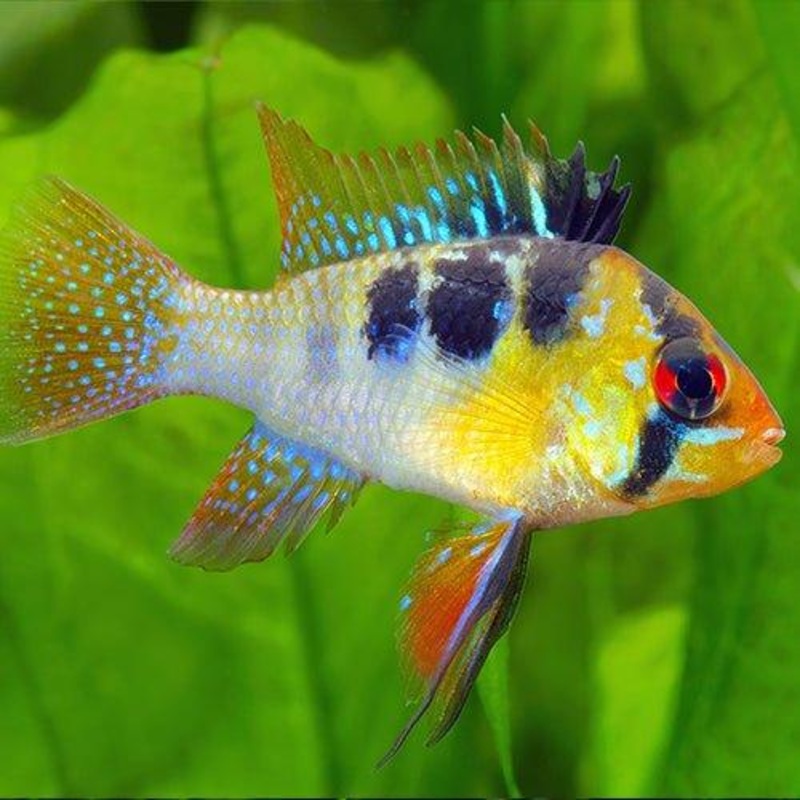 Cichlid Bundle 3 - Includes 8 x Rams