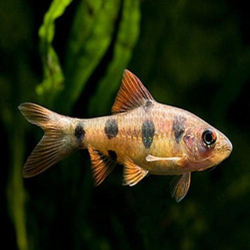 Clown Barb - Barbodes everetti
