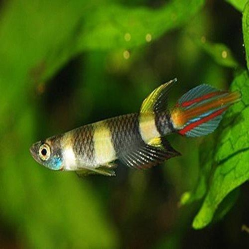 Clown Killifish - Epiplatys annulatus