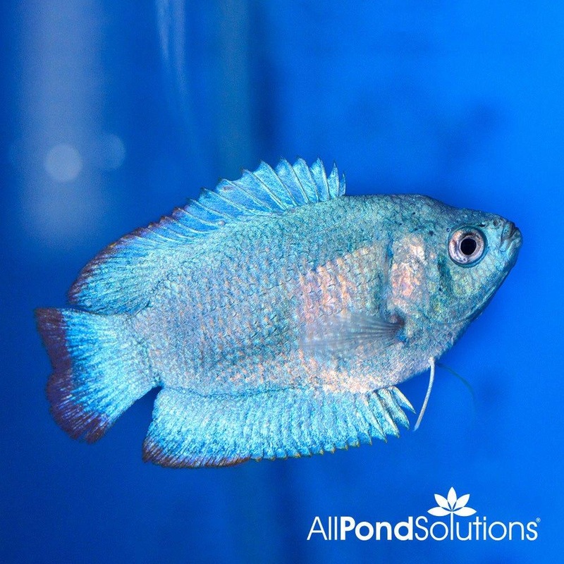Cobalt Blue Gourami - Trichogaster lalius
