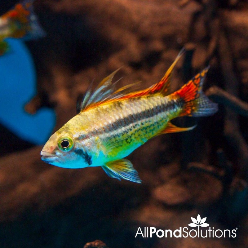 Cockatoo Cichlid - Apistogramma cacatuoides