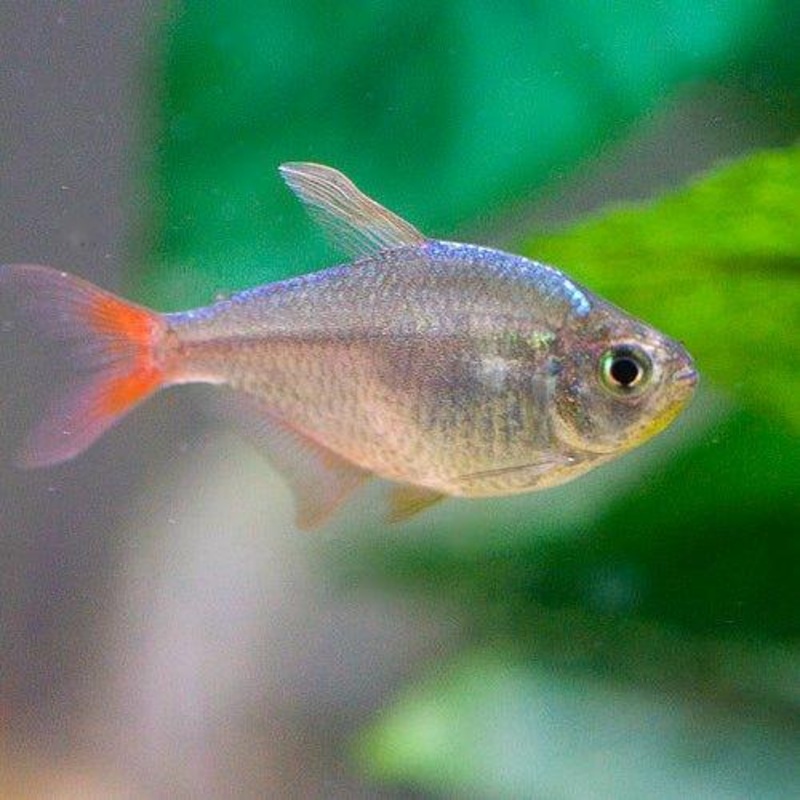 Colombian Tetra - Hyphessobrycon columbianus