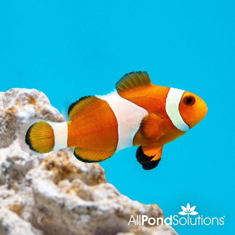 Common Clownfish - Amphiprion ocellaris