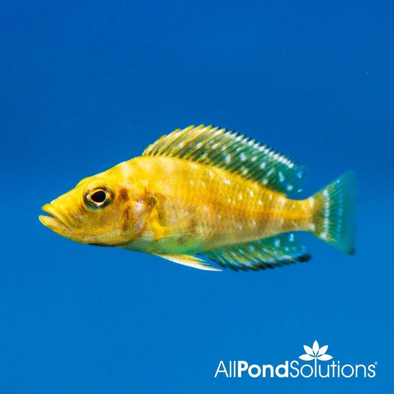 Compressed Cichlid - Altolamprologus compressiceps